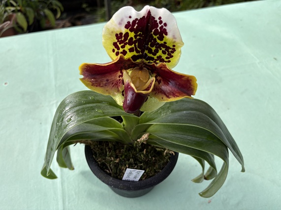 値引再出品！洋蘭 パフィオ 原種 TA5735 VS14-87 Paph. malipoense x